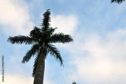 Jardim Botanico-São Paulo 