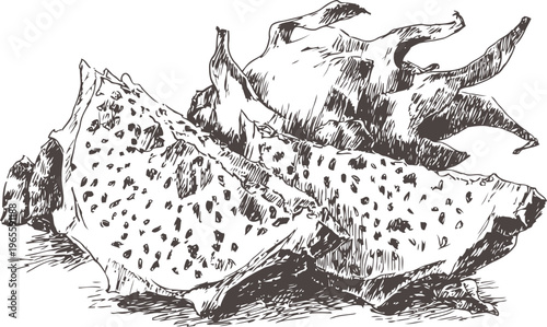 Hand drawn dragon fruit slices and whole fruit detailed vintage botanical illustration