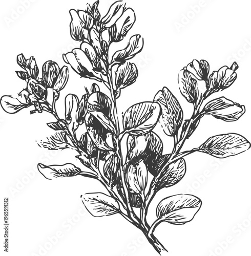 Detailed hand drawn botanical illustration of a flowering plant branch with leaves and buds