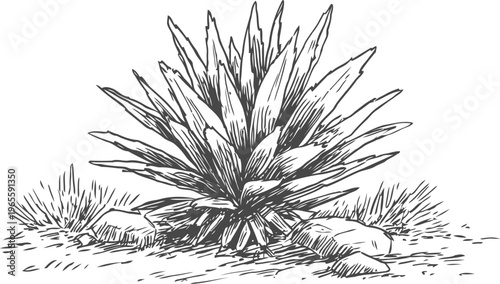 Desert agave plant with sharp spiked leaves growing among rocks and dry soil