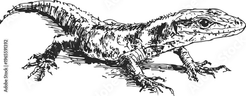 Detailed black and white illustration of a lizard with textured scales and sharp claws