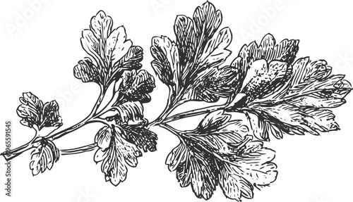 Detailed vintage illustration of parsley herb branch with leaves in black and white