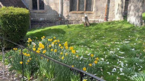 4K Video -Spring. Daffodils and blossom in an English Country churchyard on a bright sunny day. No peope in picture. 