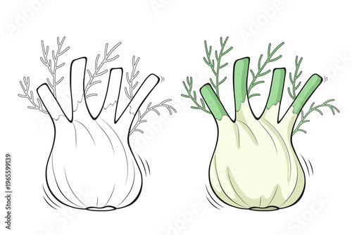 Fennel outline and colored version side by side, hand drawn vegetable vector illustration for coloring book pages