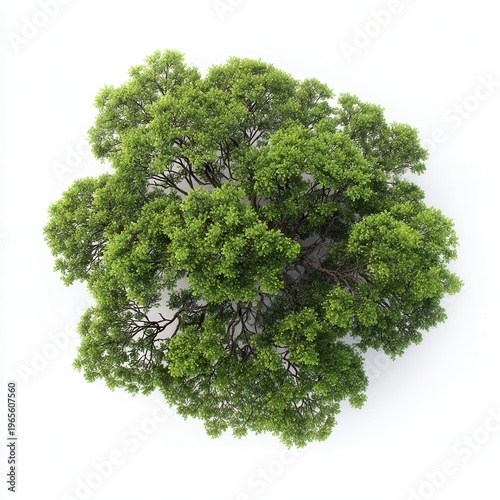 Lush green tree canopy top view, isolated foliage crown on white background, natural texture for design and ecology