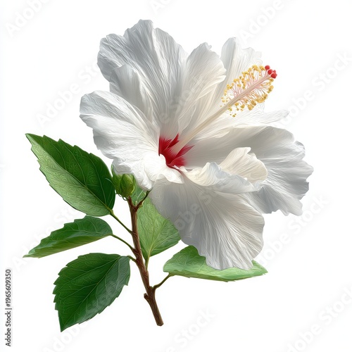 White hibiscus flower close-up, tropical blossom with green leaves, isolated botanical floral cutout on white