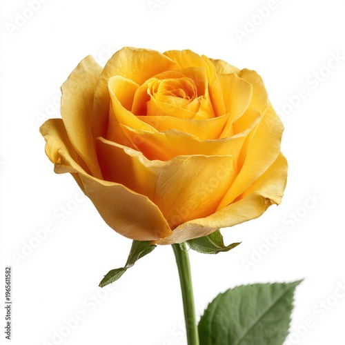 Yellow rose flower close-up on white background, romantic botanical bloom, natural floral decoration for design