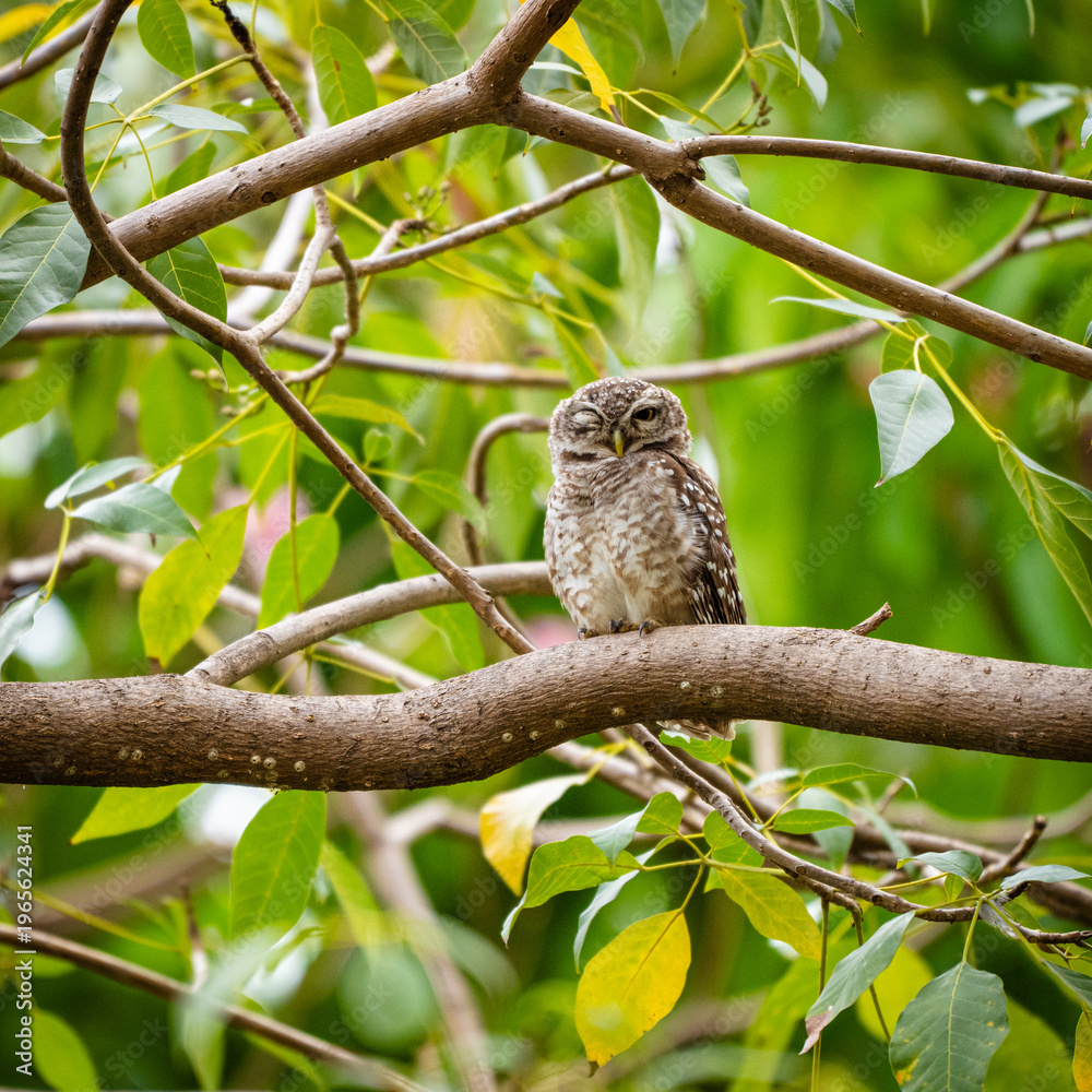 Fototapeta premium Adorable little owl on green tree branch bird photography