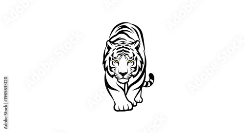 Tiger walking towards the camera slowly.