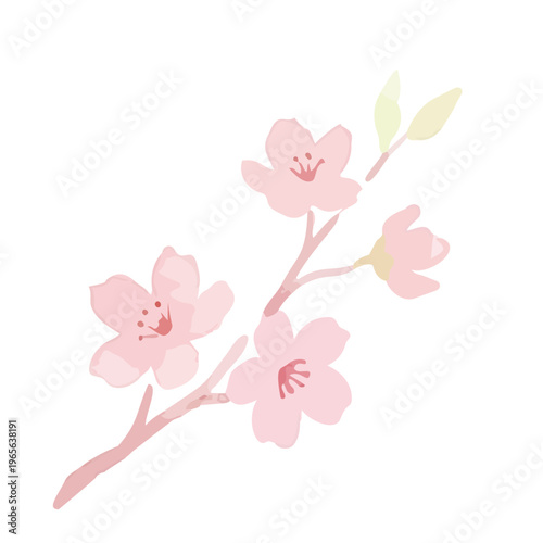 Watercolor-style lovely cherry blossom flowers, sakura spring botanical illustration, pink and white／水彩　桜