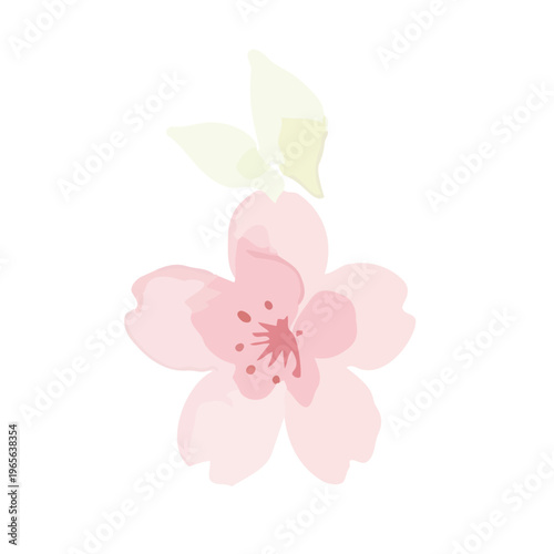 Watercolor-style lovely cherry blossom flowers, sakura spring botanical illustration, pink and white／水彩　桜