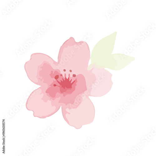 Watercolor-style lovely cherry blossom flowers, sakura spring botanical illustration, pink and white／水彩　桜