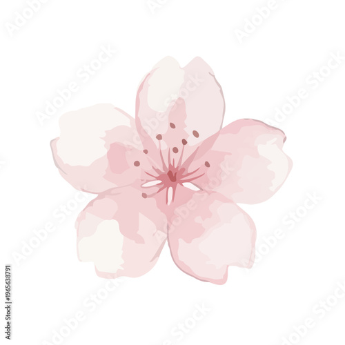 Watercolor-style lovely cherry blossom flowers, sakura spring botanical illustration, pink and white／水彩　桜