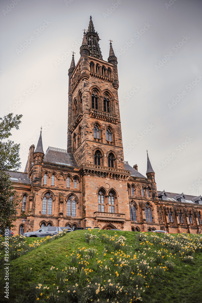 Obraz premium University Of Glasgow Tower Above Daffodil Covered Hill