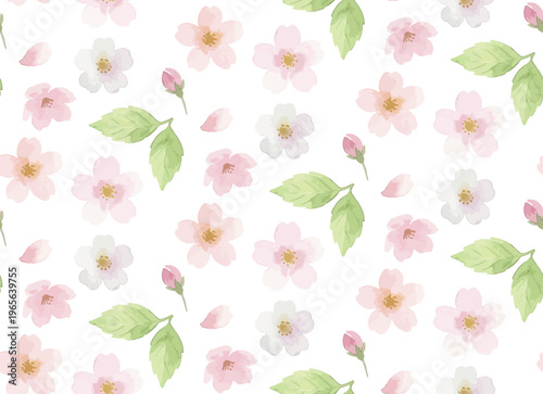 Watercolor-style lovely cherry blossom flowers, sakura spring botanical illustration, pink and white／水彩　桜