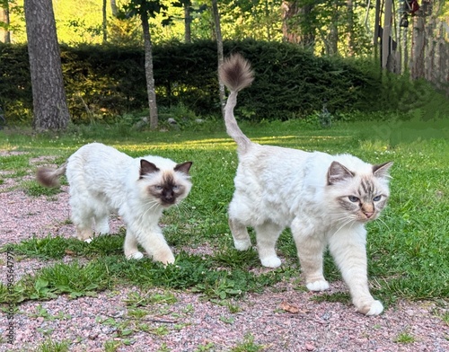 фотографія Two fluffy blue-eyed cats walking on garden path