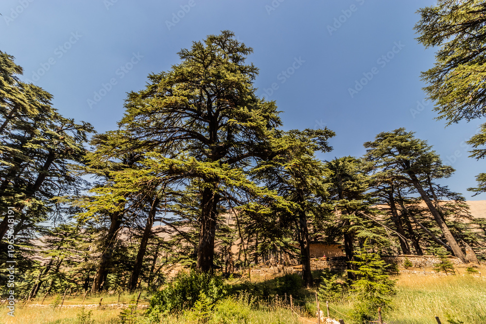 Fototapeta premium Cedars of God forest, Lebanon