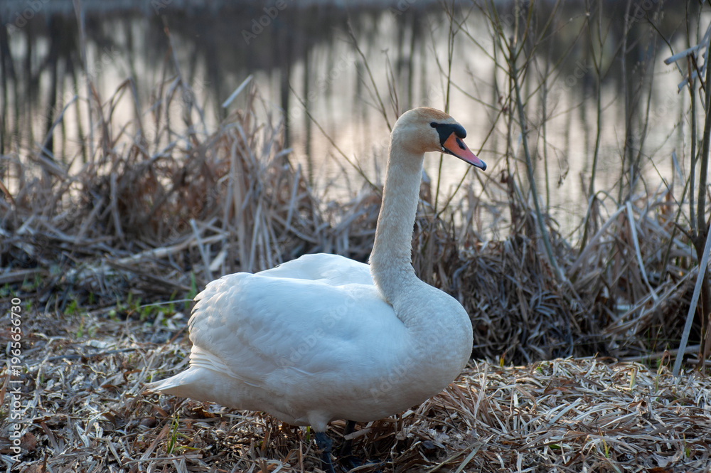 Obraz premium A swan against the background of the sun and the lake enjoys the first warm rays of the sun.Swans in the light of the rising sun.