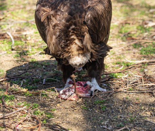 фотографія Brown bird of prey feeds on raw meat