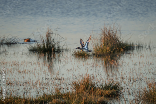 Flying Duck above Druridge Pools Nature Reserve, close to the Northumberland coast, a former opencast mine, now a popular reserve with wildfowl and waders in the wetland