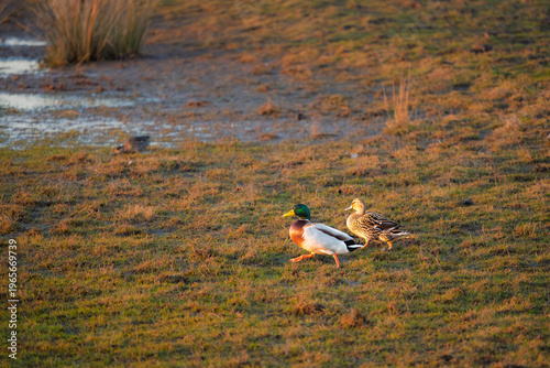 Pair of walking Mallard Ducks at Druridge Pools, a Nature Reserve close to the Northumberland coast, a former opencast mine, now a popular reserve with wildfowl and waders in the wetland