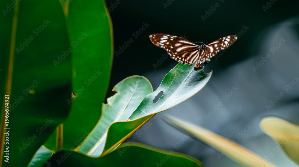 Fototapeta premium Dark butterfly with white spots resting on a green leaf in the forest.