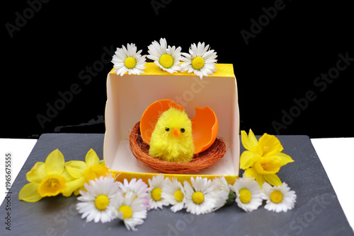 petit poussin et sa coquille au milieu des pâquerettes