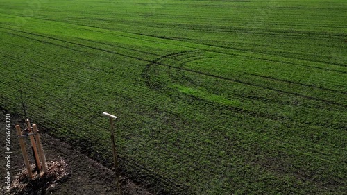 young trees in landscape. planted in row along path or field edge. protected by wooden structure with stakes, support protect it from wildlife or damage from machinery. Landscape windbreak, increases 
