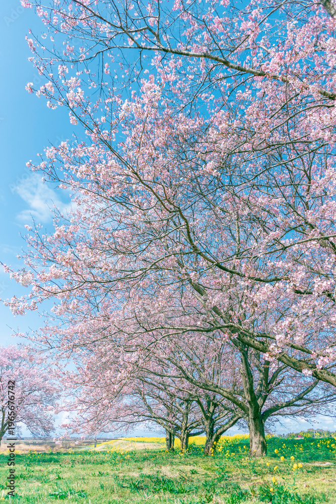Naklejka premium Cherry blossom trees spreading under blue sky with rapeseed flowers in spring Japan