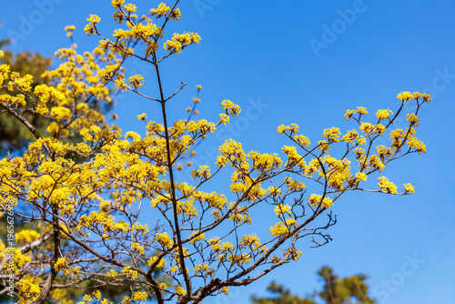Valokuva Yellow shan zhu yu flowers that bloom in early spring.