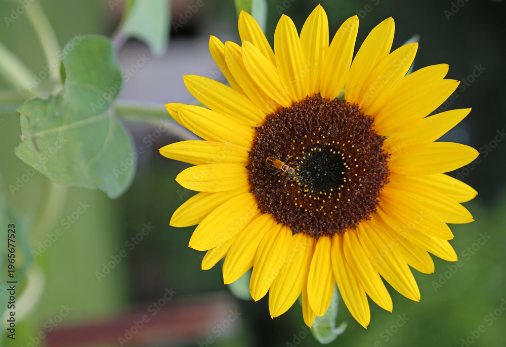 Fototapeta premium Sunflower 