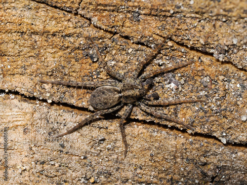 Фотография A Wolf Spider Waiting for its Prey on a Log