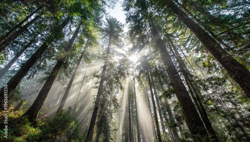 View up at tall trees with sunlight streaming through the leaves