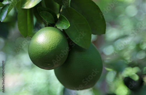 Unripe grapefruit