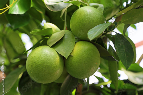 Three Unripe grapefruits