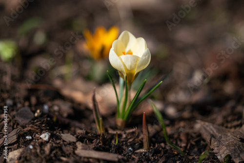 yellow crocus flower