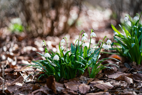snowdrops in the forest