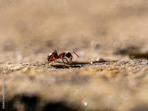 Tableau sur toile Macro Shot of a Black Garden Ant