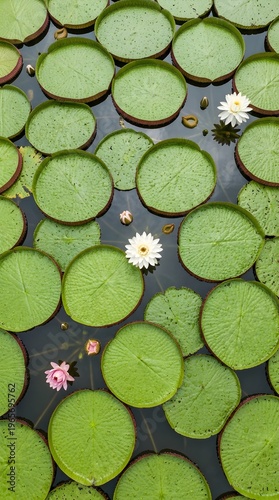 Giant water lily pads float serenely among blooming flowers on dark water