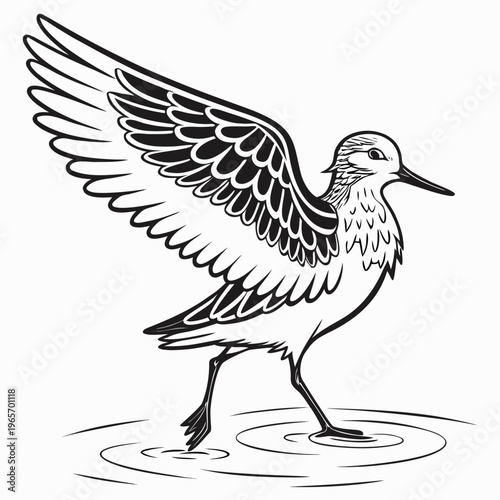Black and white illustration of a shorebird with one leg in water and wing spread