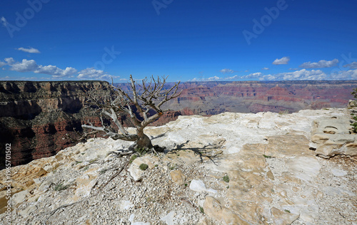 White cliff with dry tree - Grand Canyon National Park, Arizona