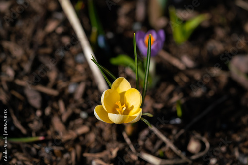 yellow crocus flower