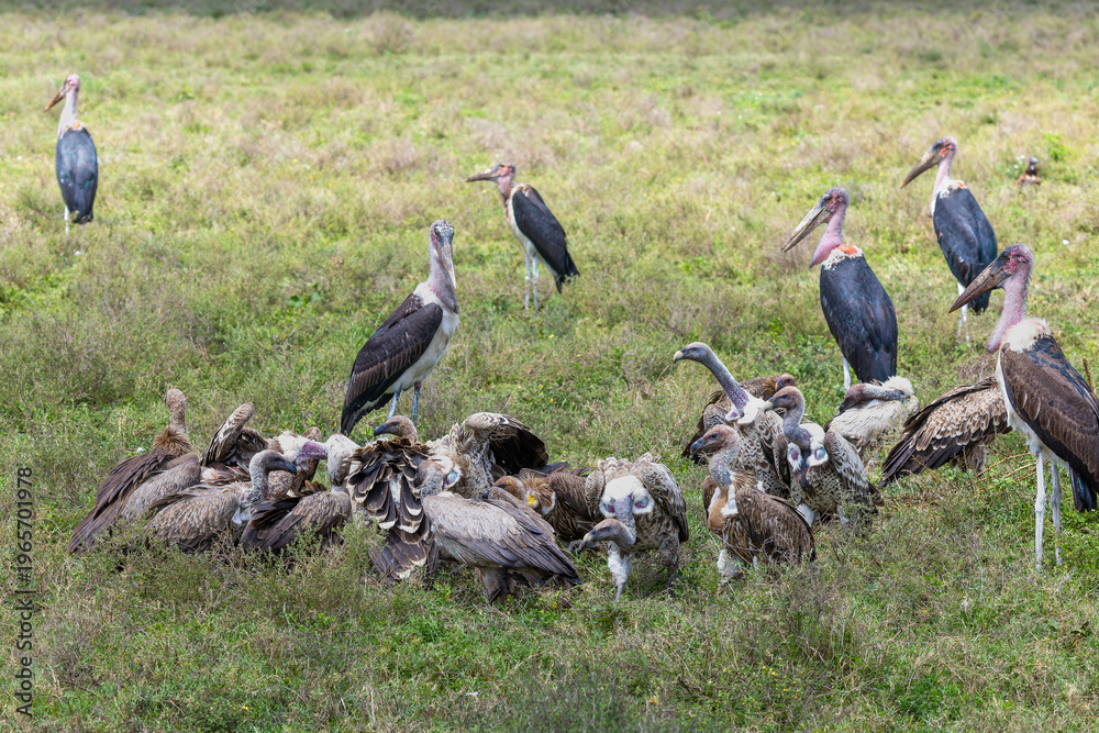 Obraz premium Geier und Marabus in der Serengeti fressen einen Kadaver