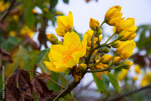 Bilde på lerret Blooming Cochlospermum religiosum tree photographed in Vietnam, featuring bright yellow flowers on slender branches for nature and decorative plant concepts