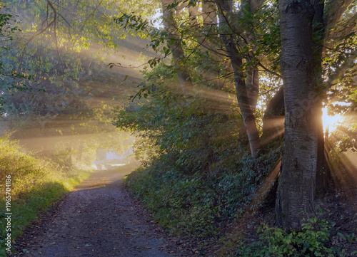 Photography Atmospheric landscape of a dirt road winding through a misty forest at sunrise