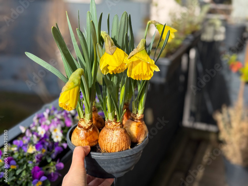Decorative blooming yellow Daffodil bulb spring flowers growing in flower pot in female hand close up in balcony terrace garden