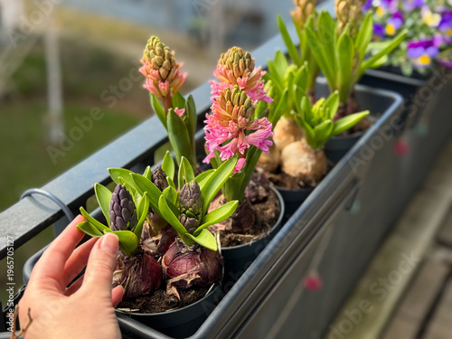 Decorative mixed Hyacinths bulb spring flowers growing in decorative flower pot hanging on a balcony terrace fence close up