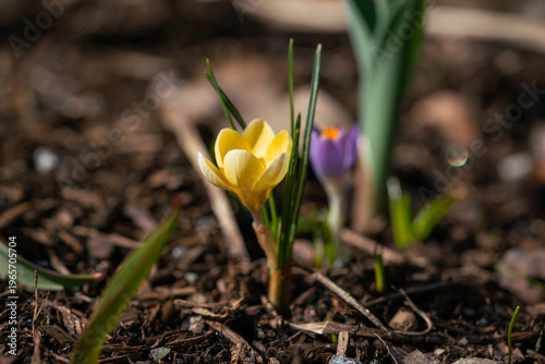 spring crocus flowers