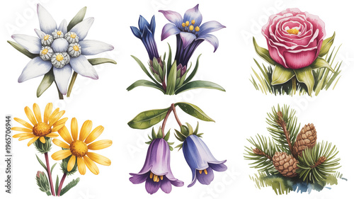 Watercolor alpine wildflower clipart set with edelweiss gentian bellflowers pine cones rose and daisies isolated on transparent background
