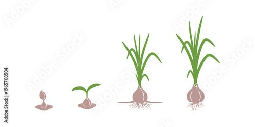 Garlic's growth cycle. Different colors representing the development stages of bulbous plants. An infographic illustrating the process of growing seedlings from seeds.

